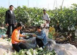 VIDEO: Giá ổi Thanh Hà tăng, người trồng thu lãi cao